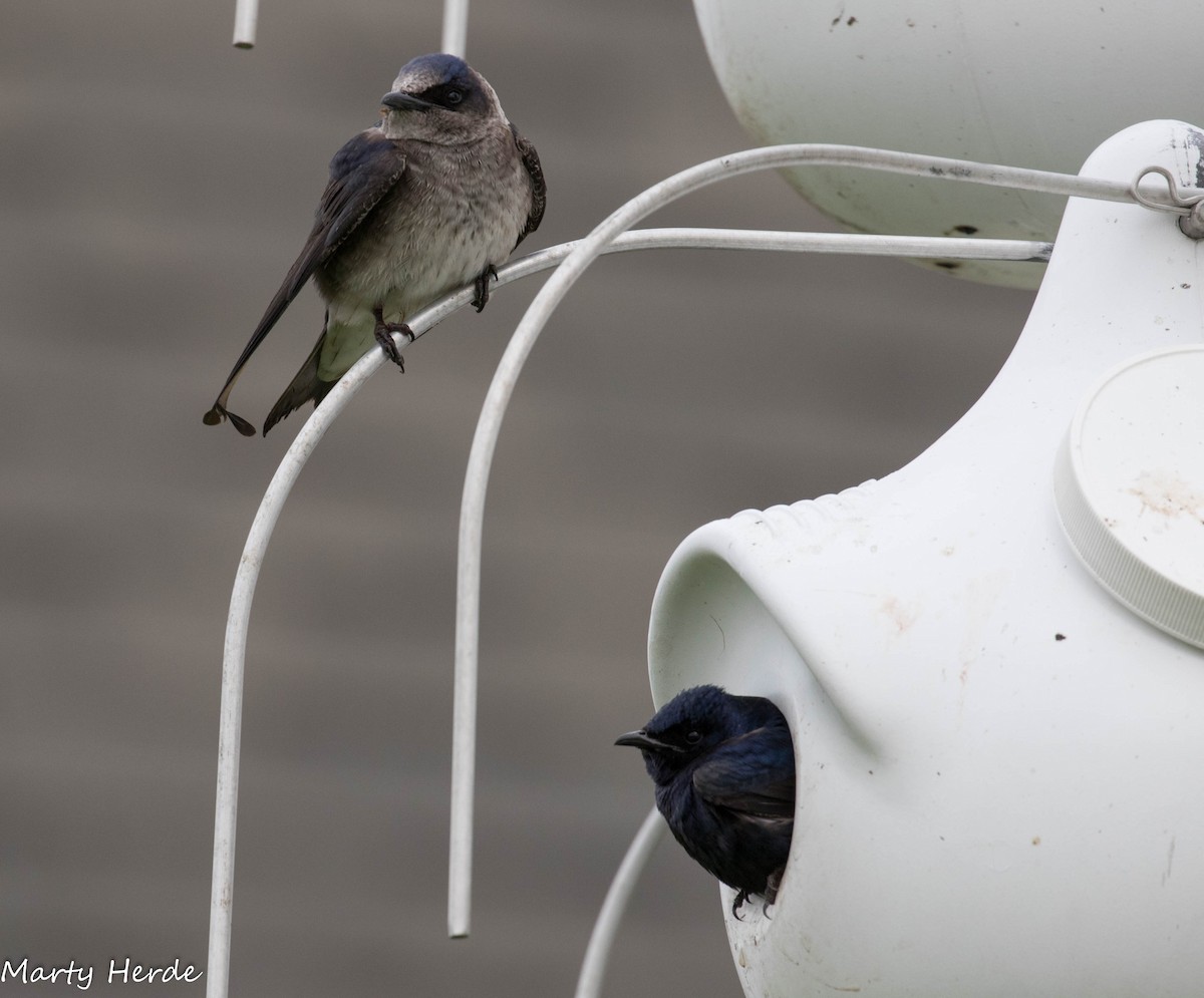 Purple Martin - ML59196131