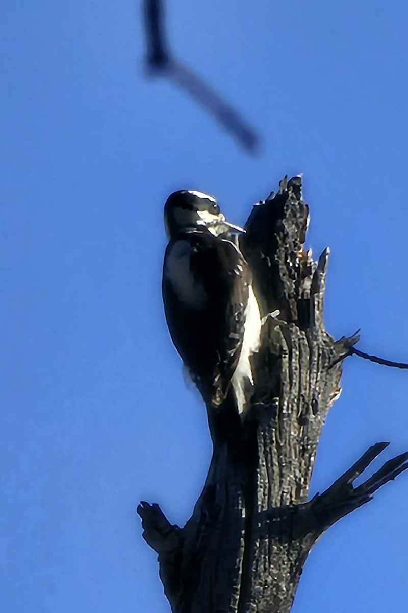 Hairy Woodpecker - ML591961591