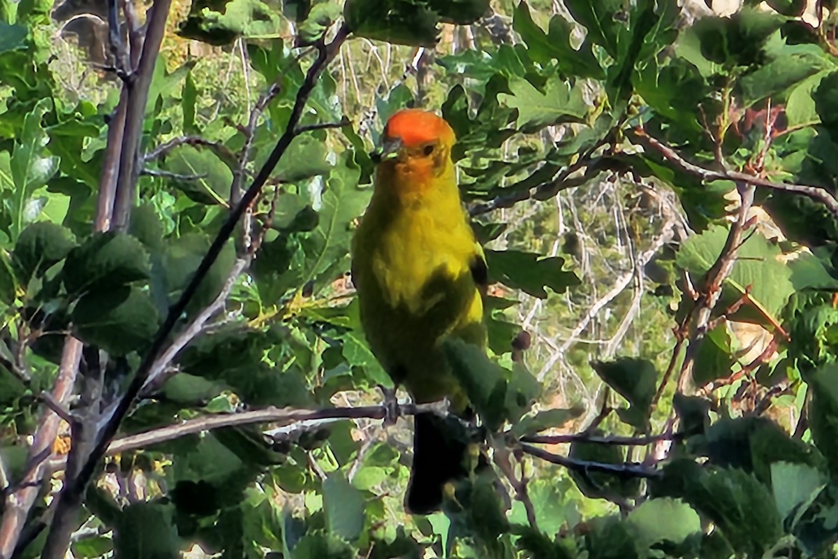 Western Tanager - ML591961681