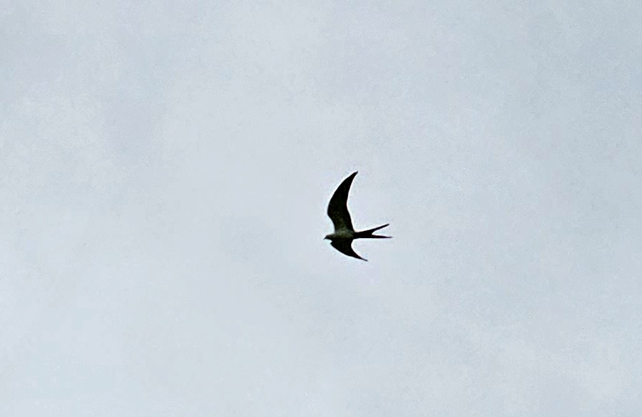 Swallow-tailed Kite - ML591961711
