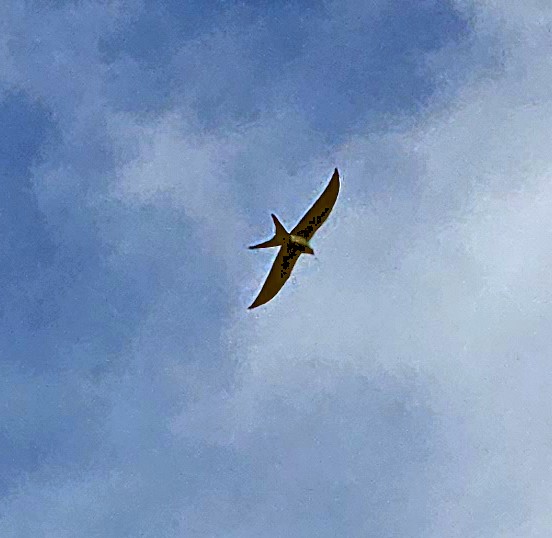 Swallow-tailed Kite - ML591961731