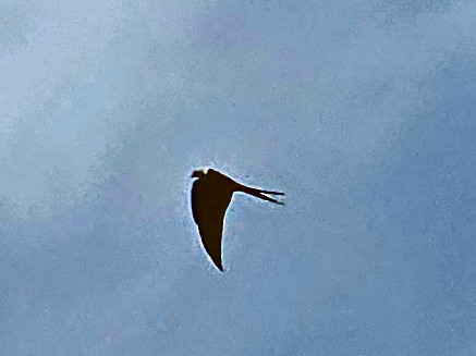 Swallow-tailed Kite - ML591961741