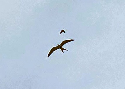 Swallow-tailed Kite - ML591961751