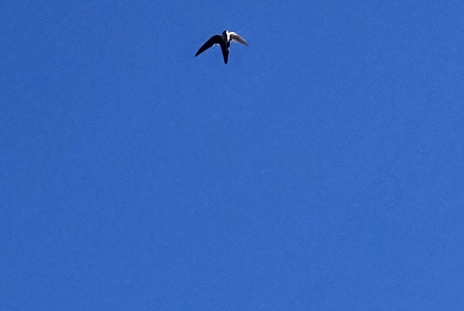 White-throated Swift - ML591962041