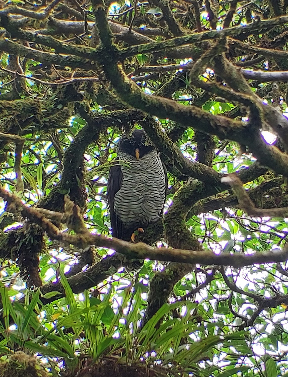 Black-and-white Owl - ML591962691