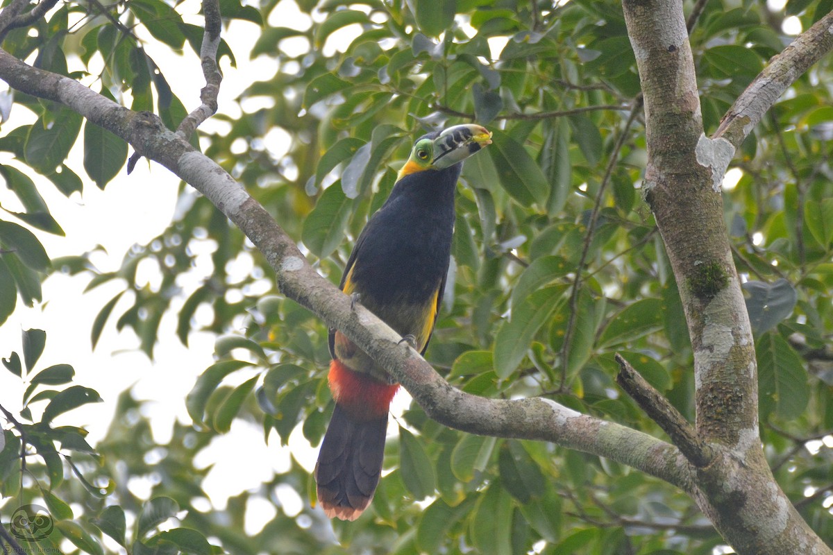 Spot-billed Toucanet - Dante Gabriel Moresco