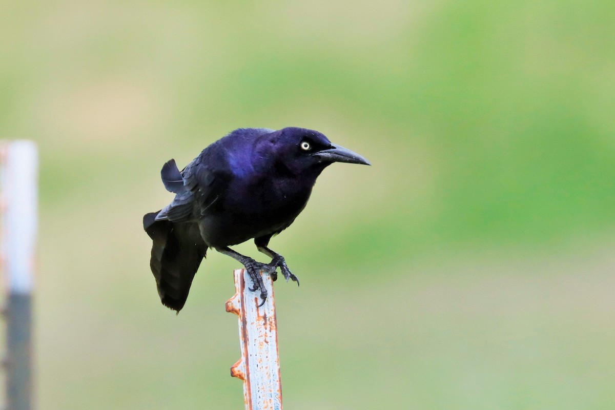 Great-tailed Grackle - ML591963831