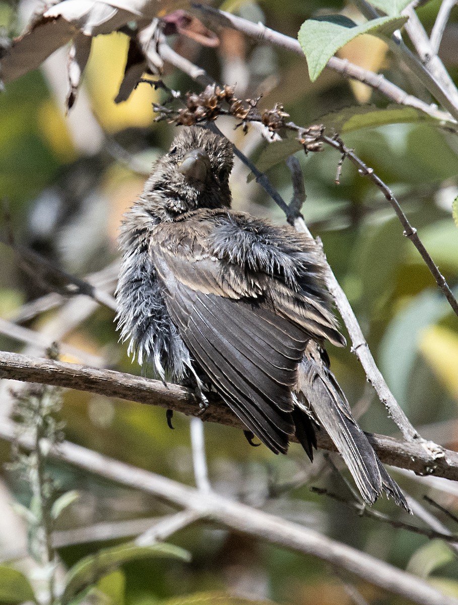 House Finch - ML591964161