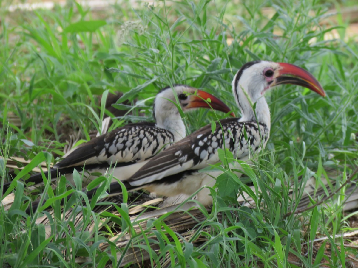 Northern Red-billed Hornbill - ML591964811