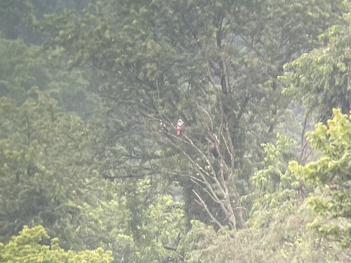 Red-tailed Hawk - ML591965071