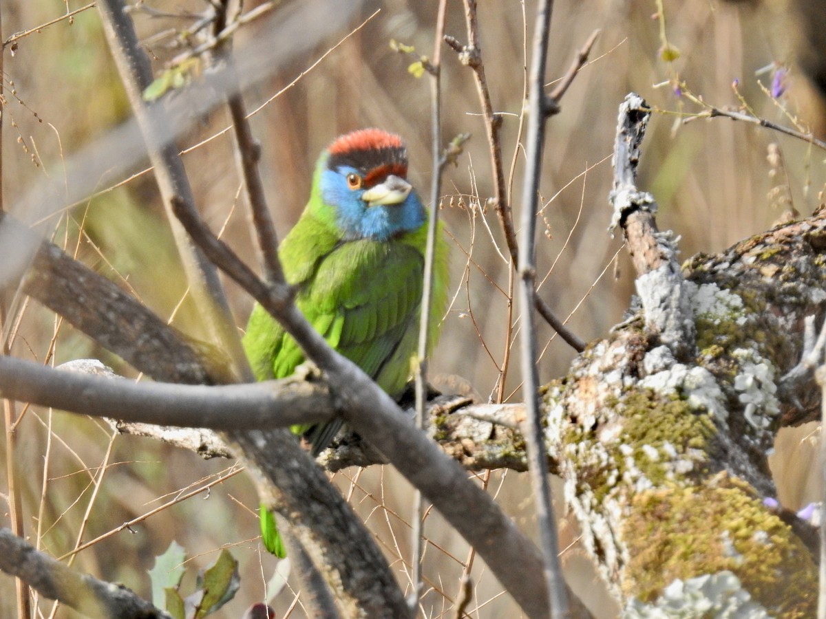 Mavi Boğazlı Barbet - ML591966191