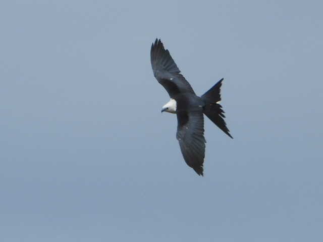 Swallow-tailed Kite - Lesha Roberts