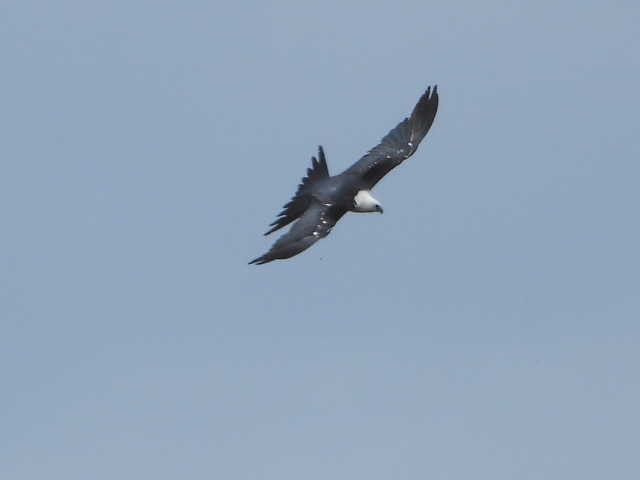 Swallow-tailed Kite - Lesha Roberts