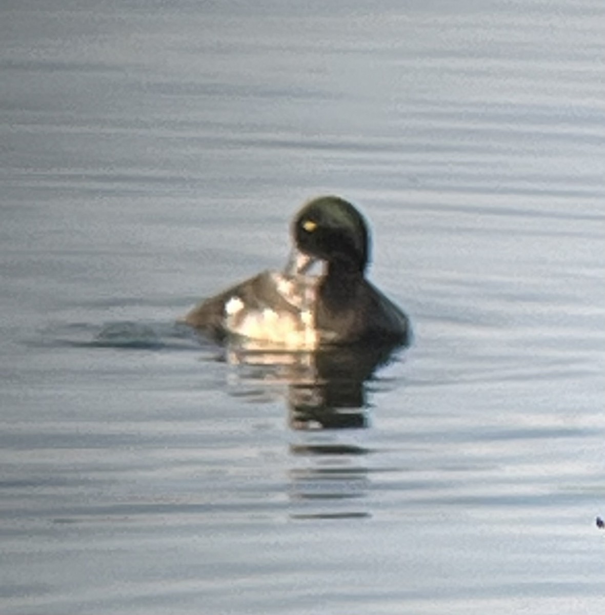 Greater Scaup - ML591969261