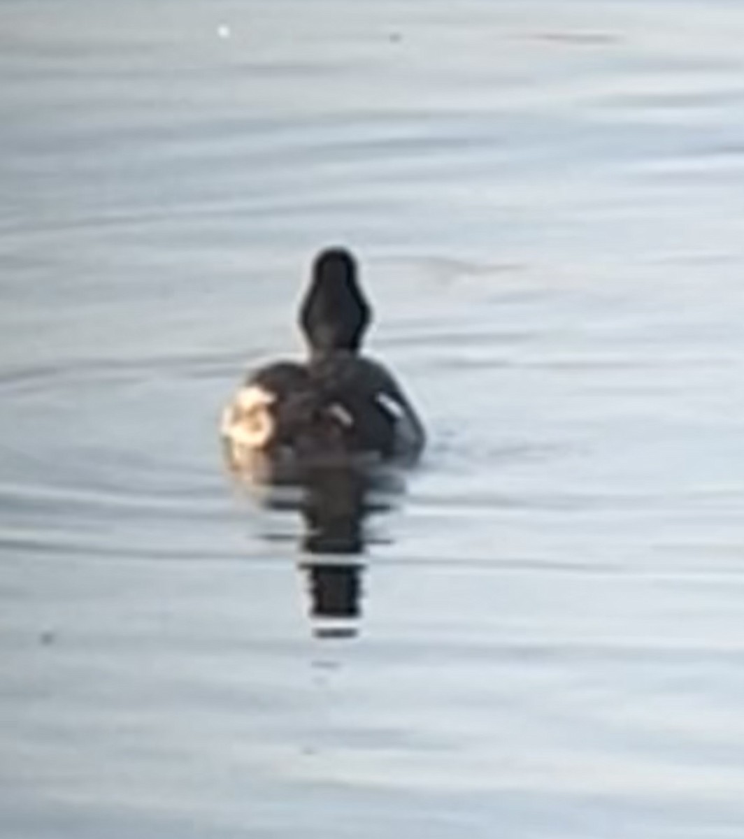 Greater Scaup - ML591969291