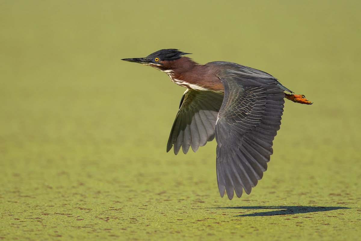 Green Heron - ML591970021