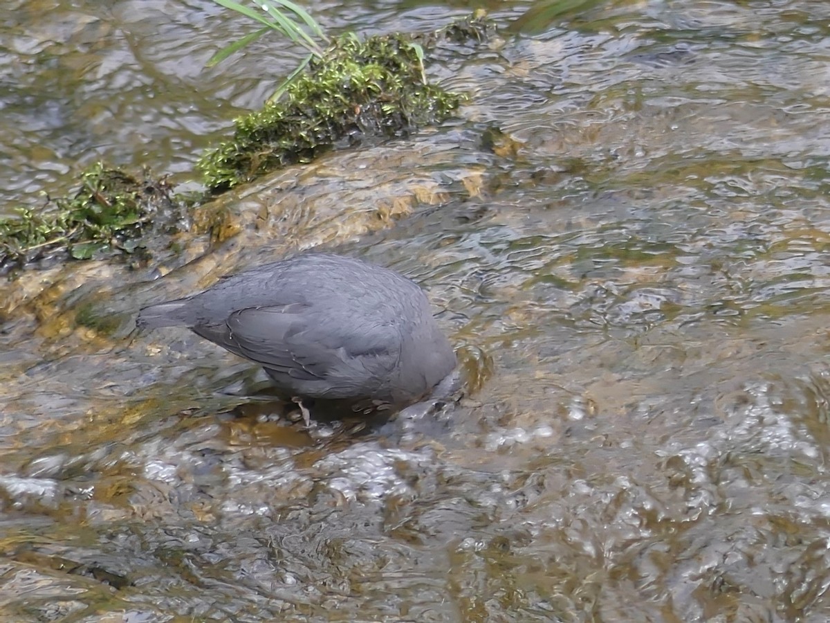 American Dipper - ML591970031