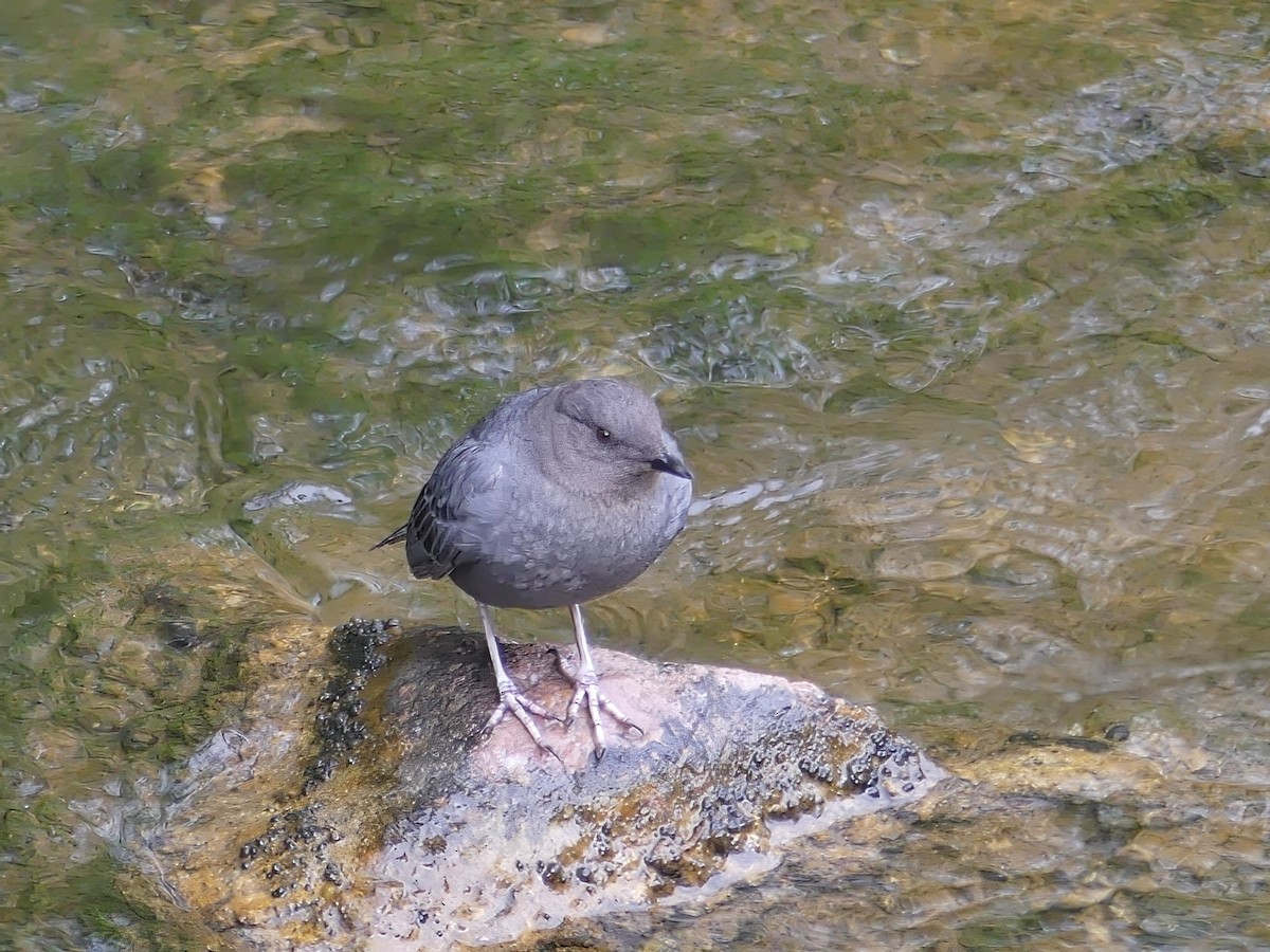 American Dipper - ML591970071