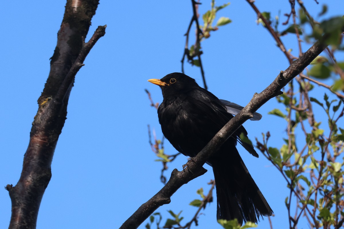 Eurasian Blackbird - ML591970361