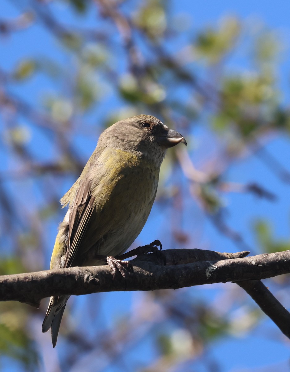 Red Crossbill - Ingvar Atli Sigurðsson