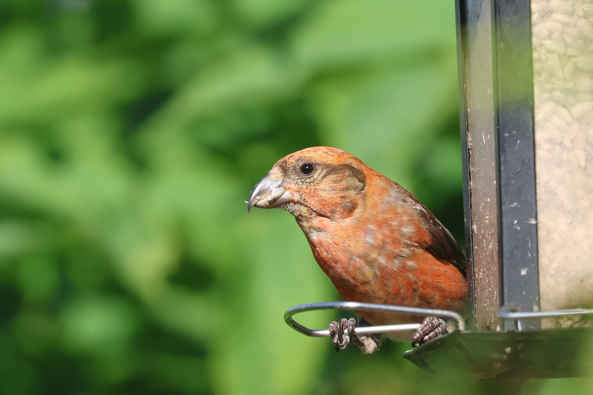 Red Crossbill - ML591970441