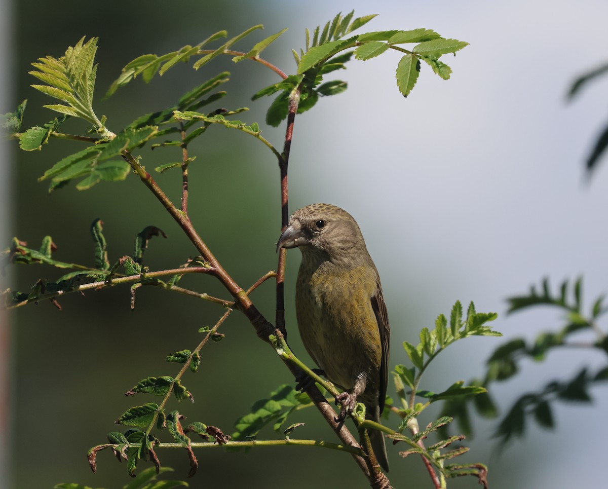 Red Crossbill - ML591970471