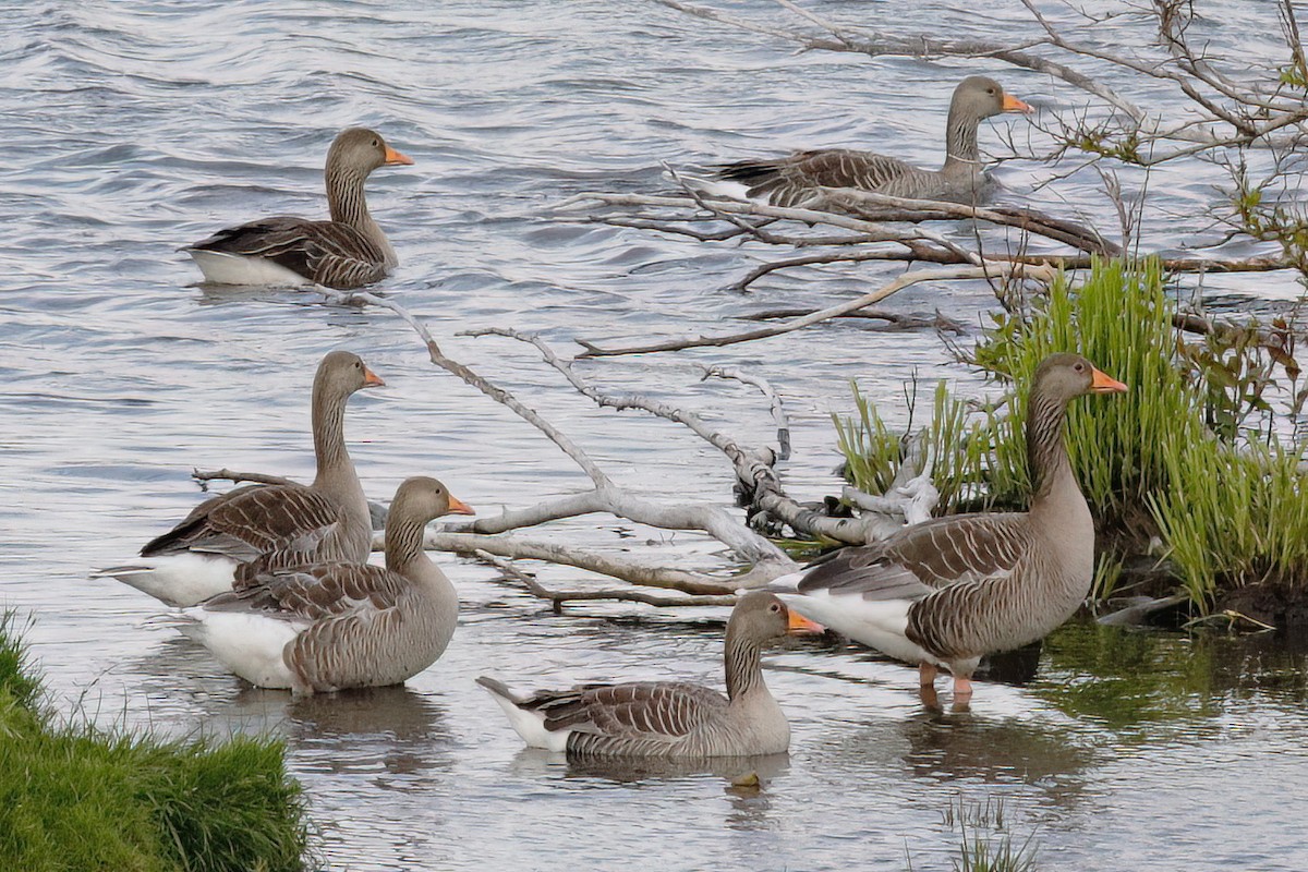 Graylag Goose - Gary Jarvis