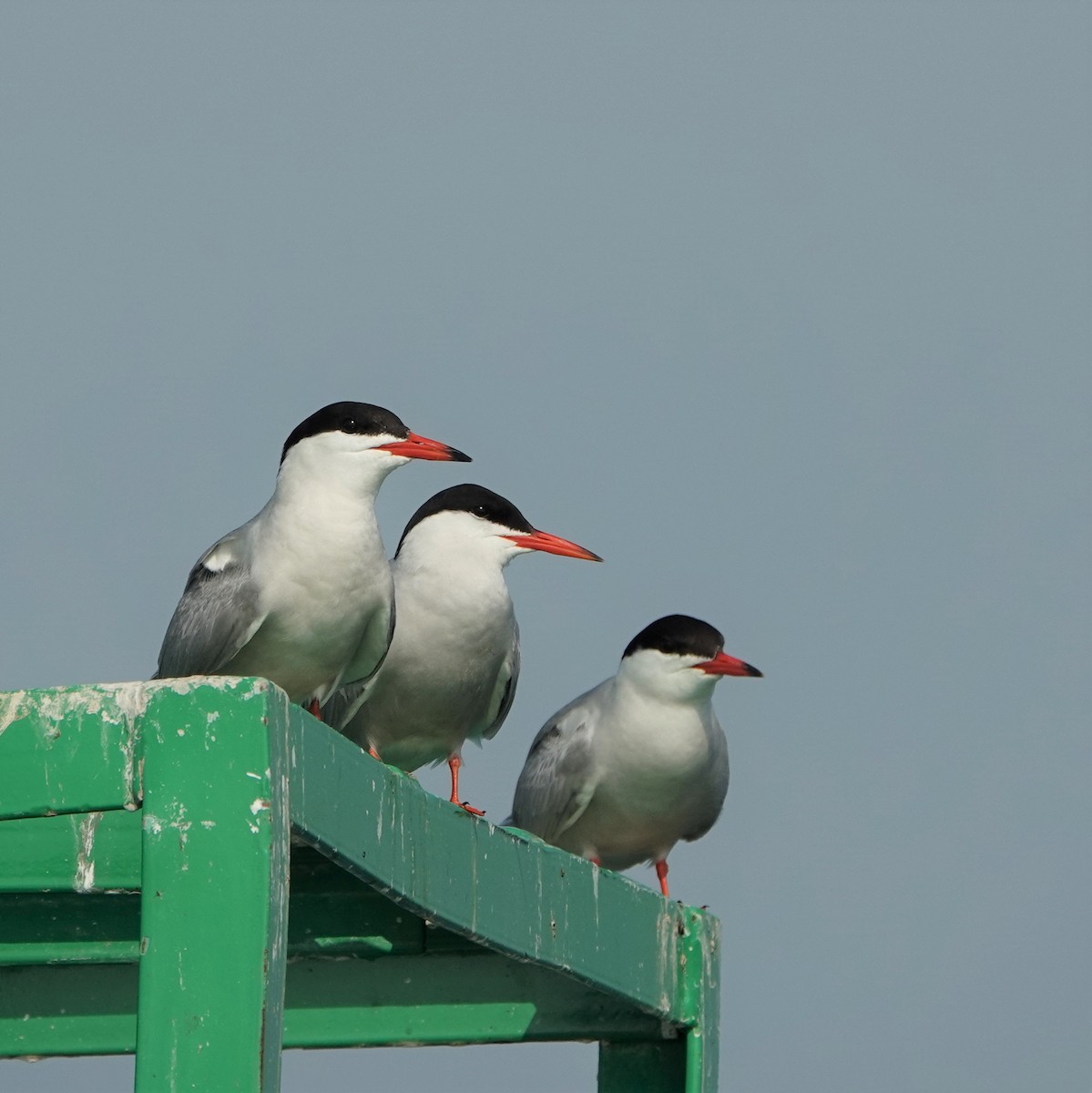 Common Tern - ML591970941