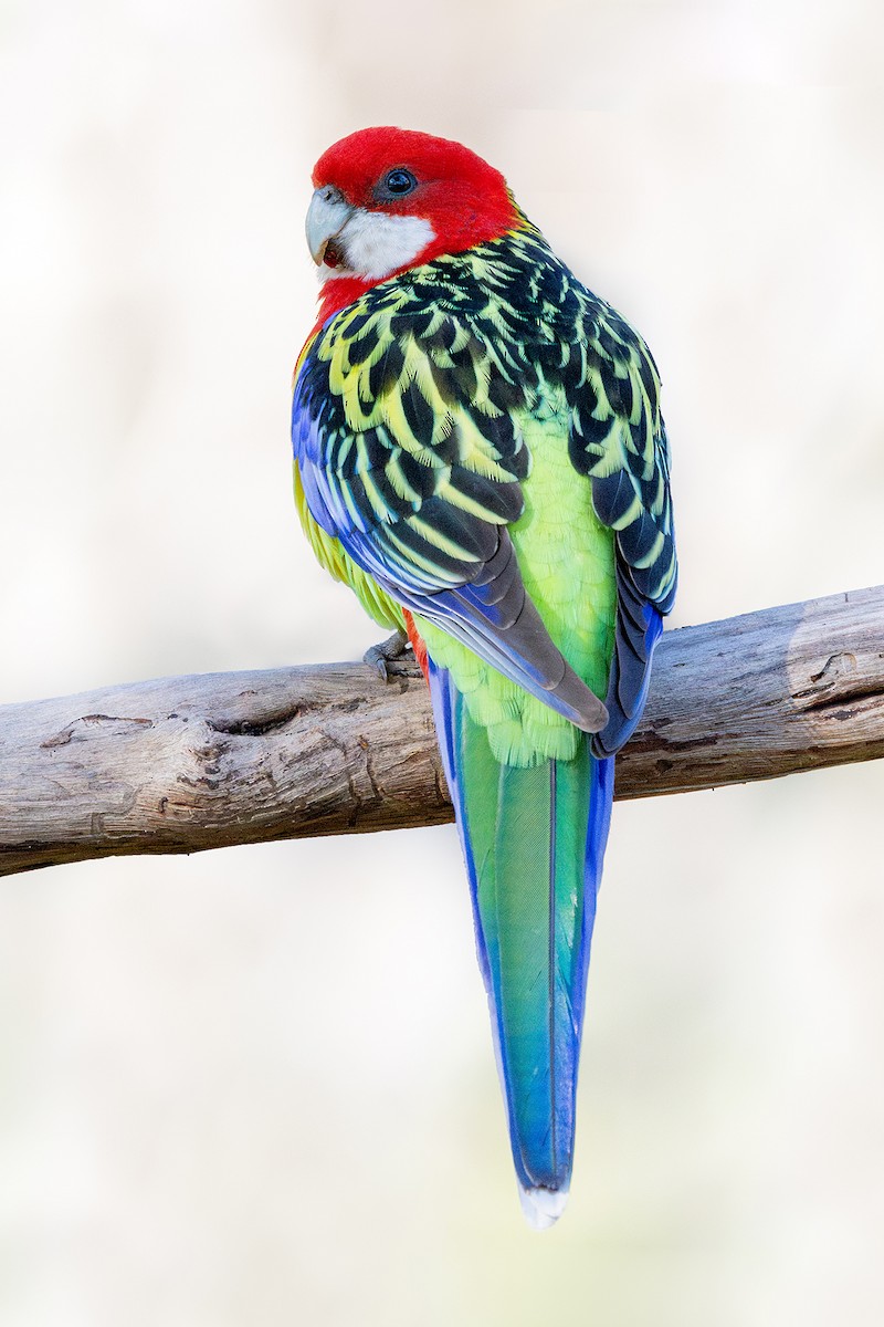 Eastern Rosella - ML591971911