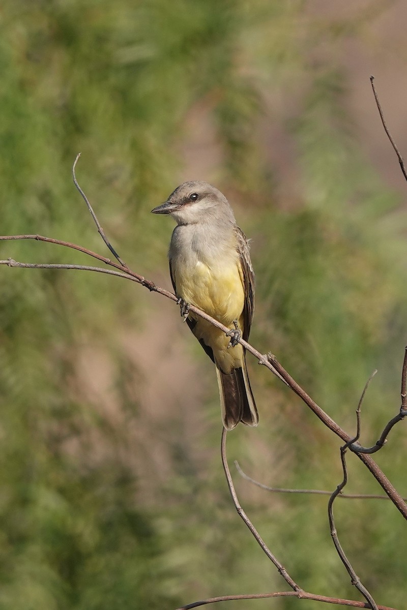 Western Kingbird - ML591972451