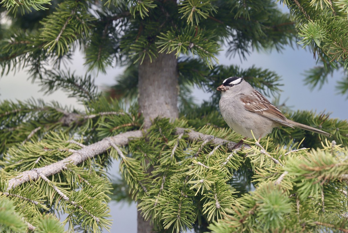 White-crowned Sparrow (oriantha) - Andrew Thomas 🦅🪶