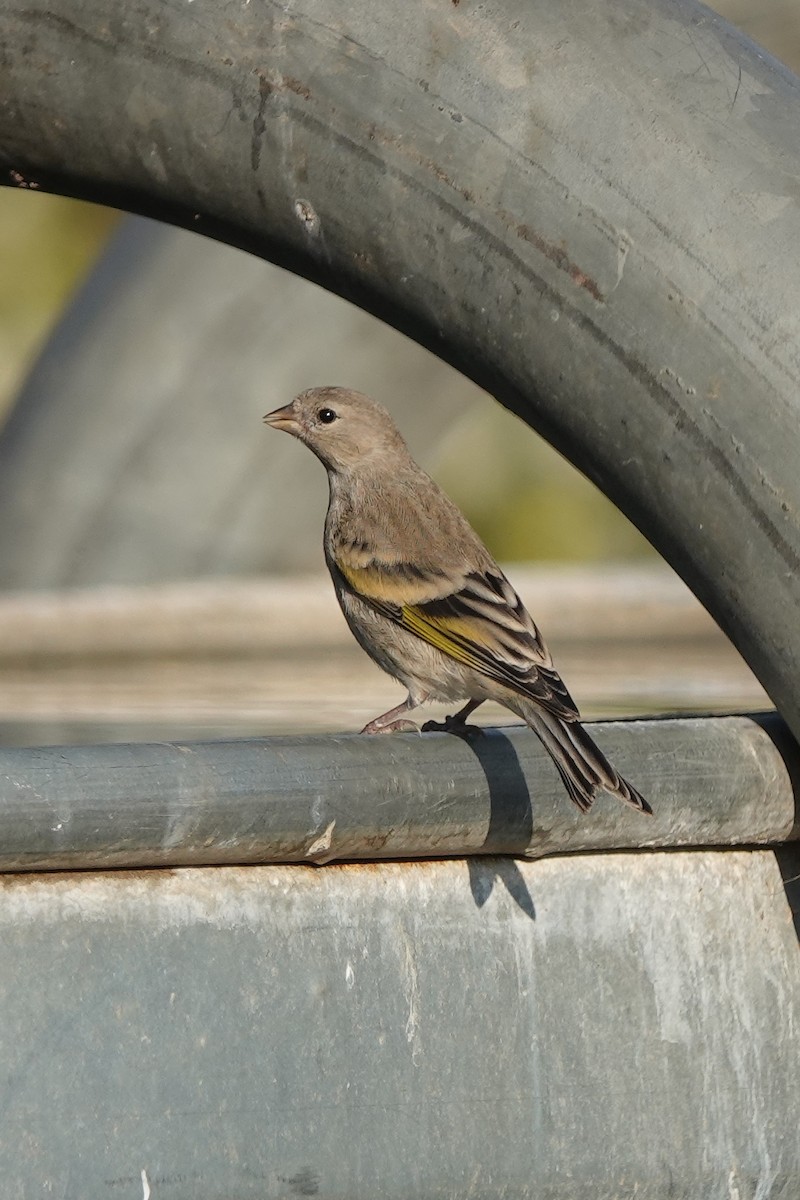 Lawrence's Goldfinch - ML591972871