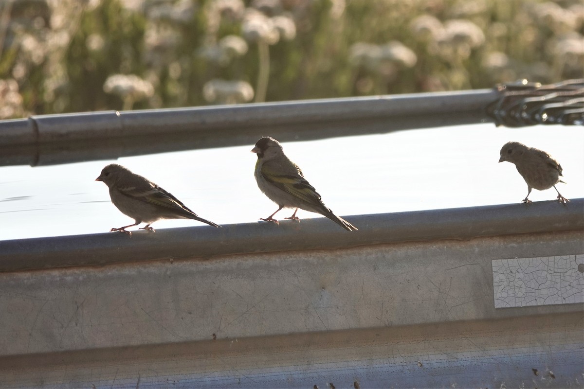 Lawrence's Goldfinch - ML591972901