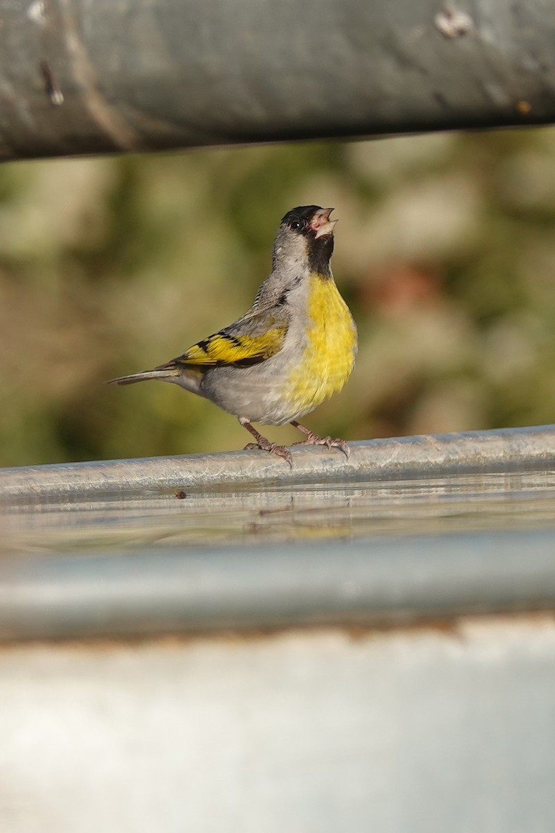Lawrence's Goldfinch - ML591972921