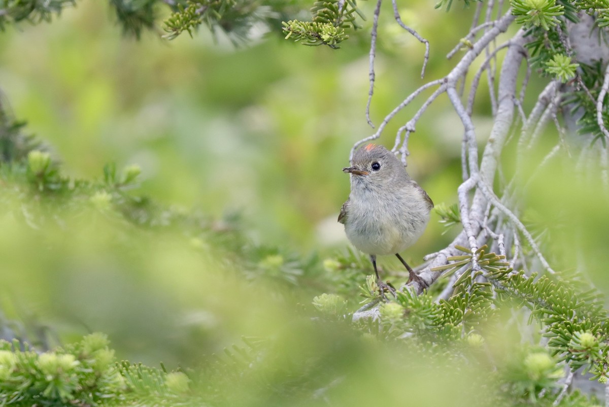 Ruby-crowned Kinglet - Andrew Thomas 🦅🪶