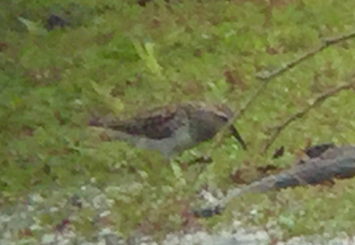 White-rumped Sandpiper - ML59197301