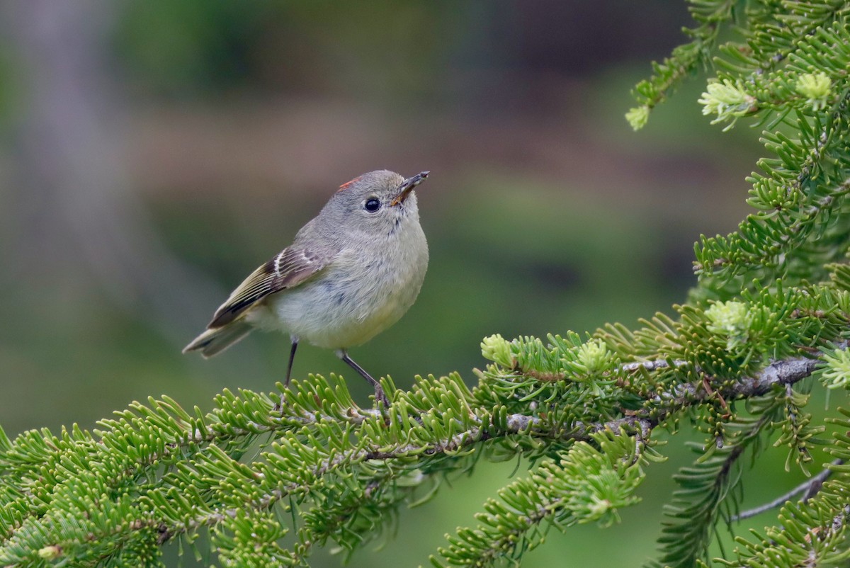 Ruby-crowned Kinglet - Andrew Thomas 🦅🪶