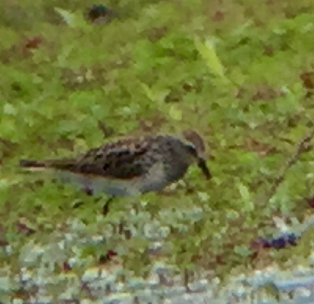 White-rumped Sandpiper - ML59197311