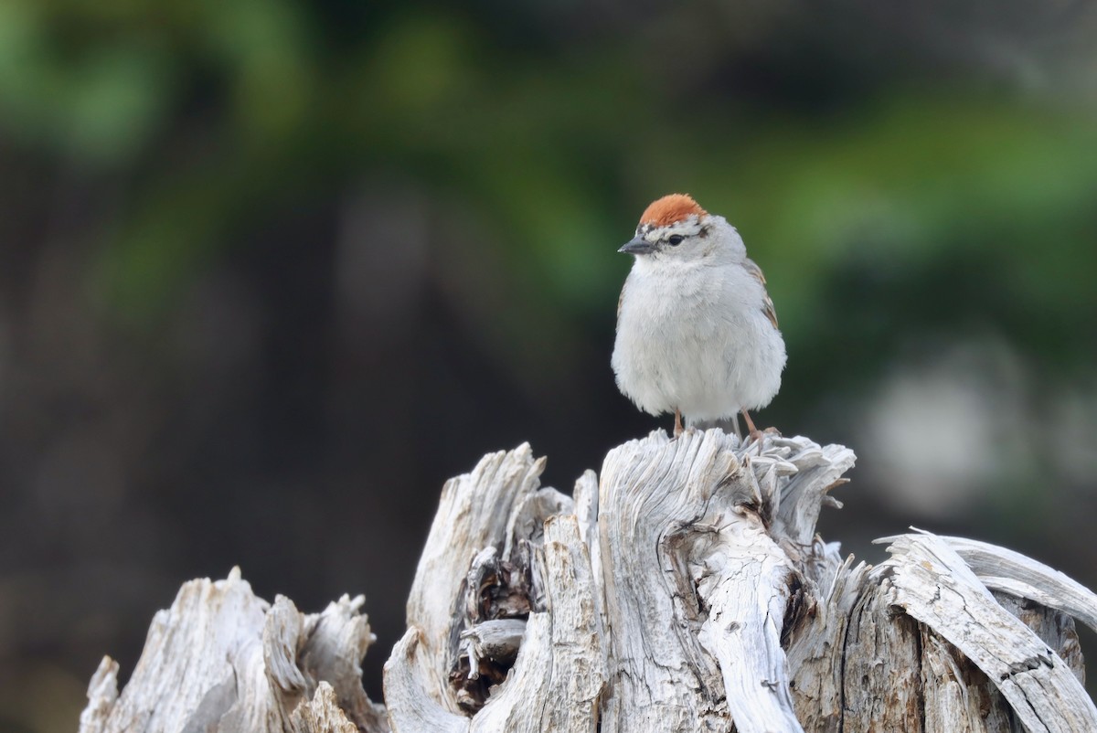 Chipping Sparrow - Andrew Thomas 🦅🪶