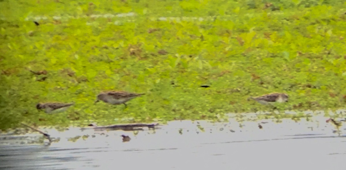 White-rumped Sandpiper - ML59197321