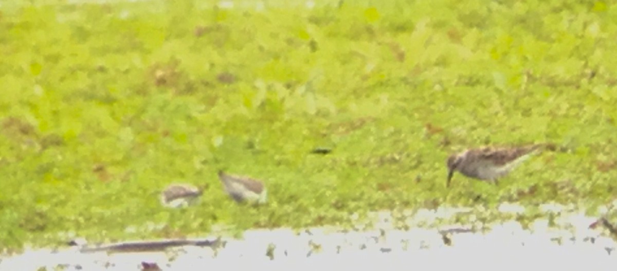 White-rumped Sandpiper - ML59197331