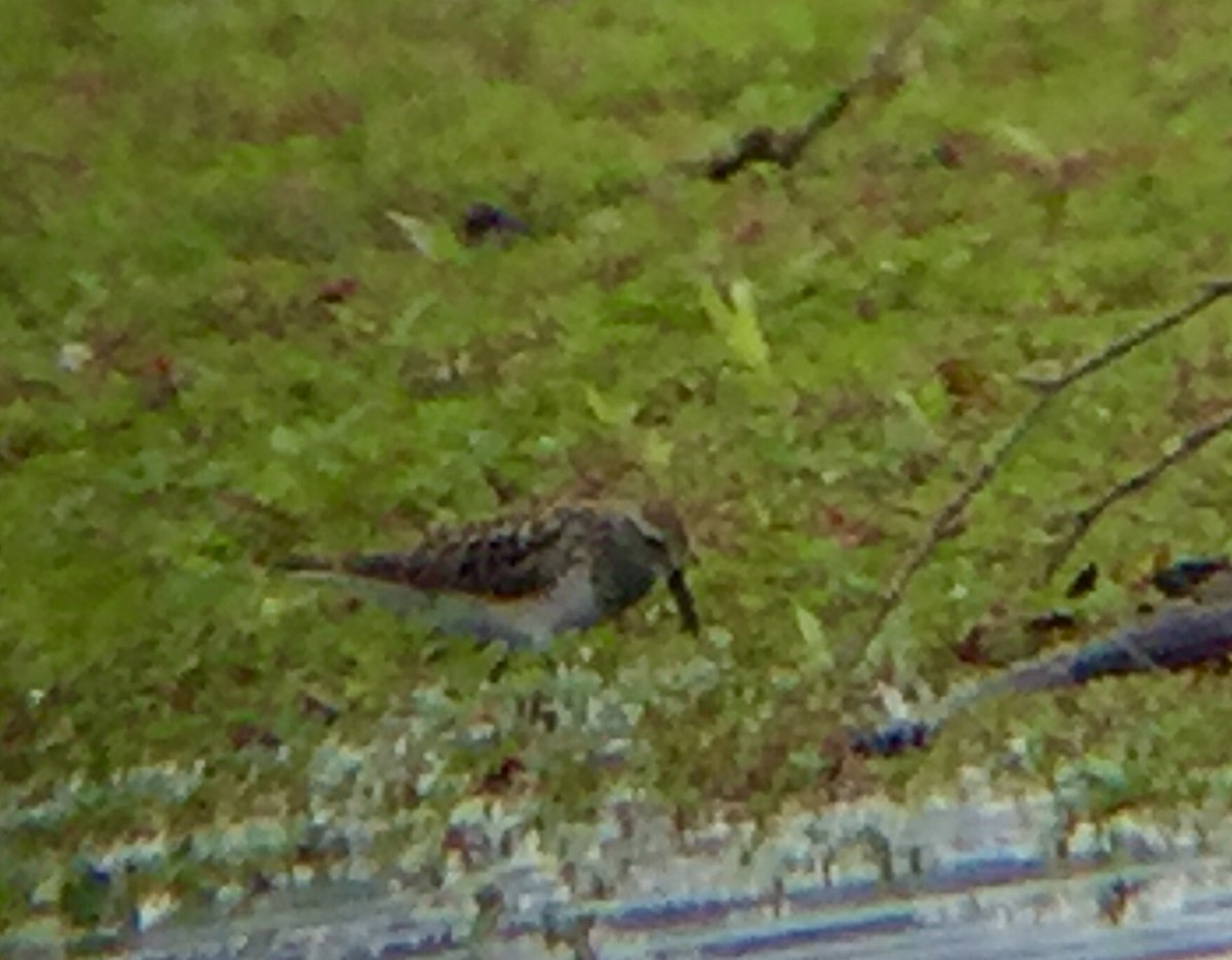 White-rumped Sandpiper - ML59197341
