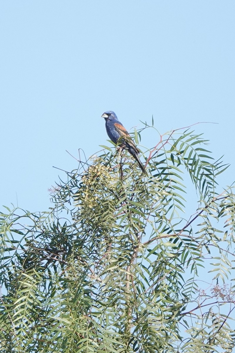 Blue Grosbeak - ML591973421