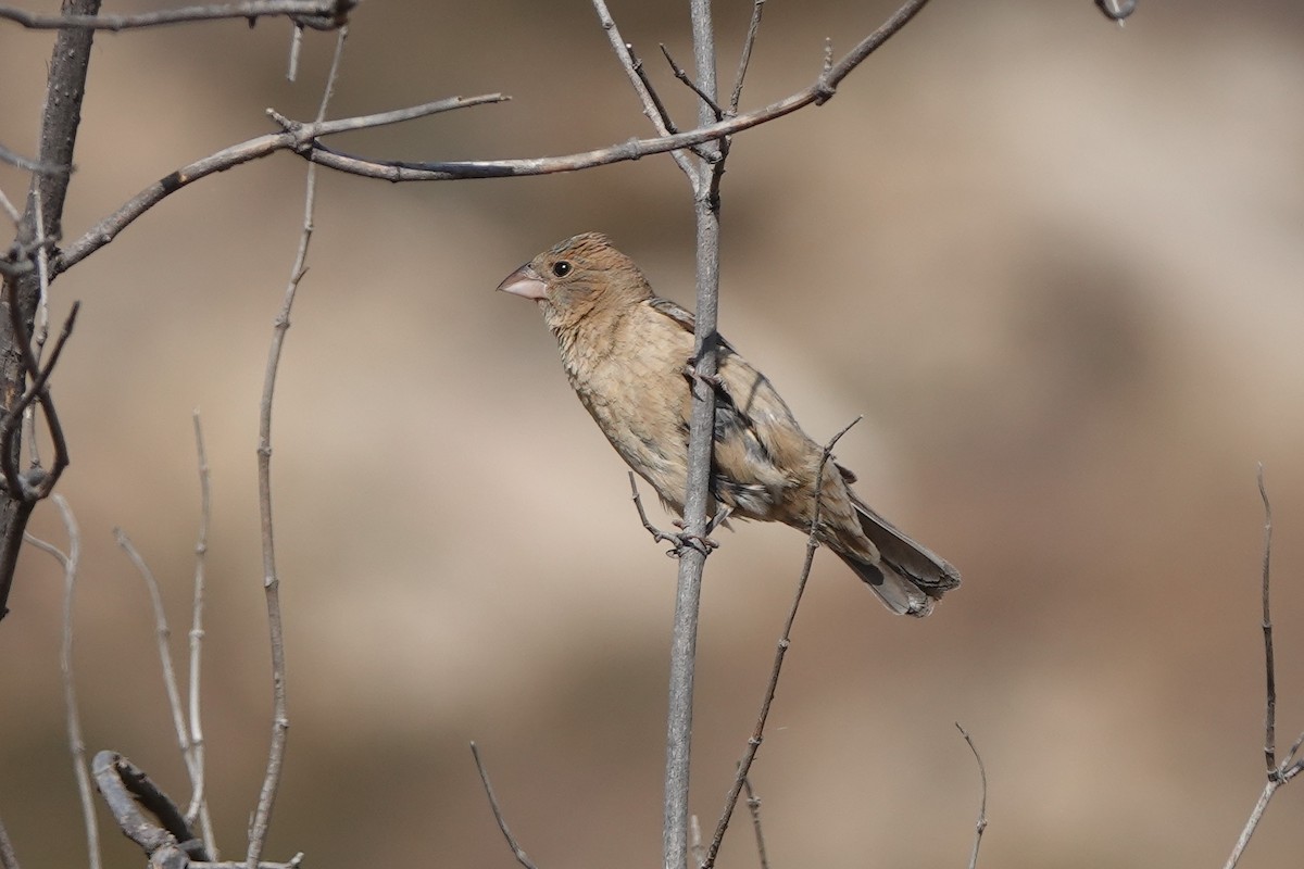 Blue Grosbeak - ML591973431