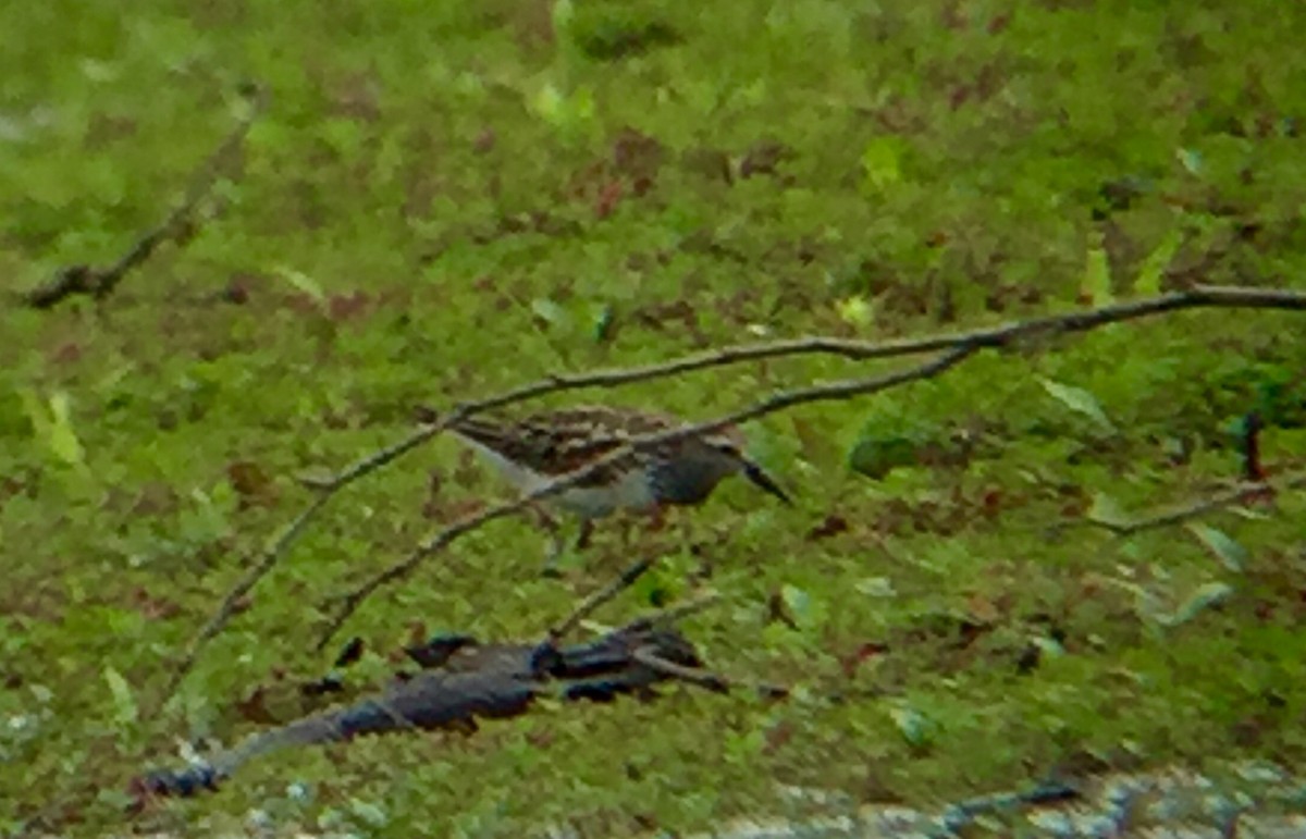 White-rumped Sandpiper - ML59197361