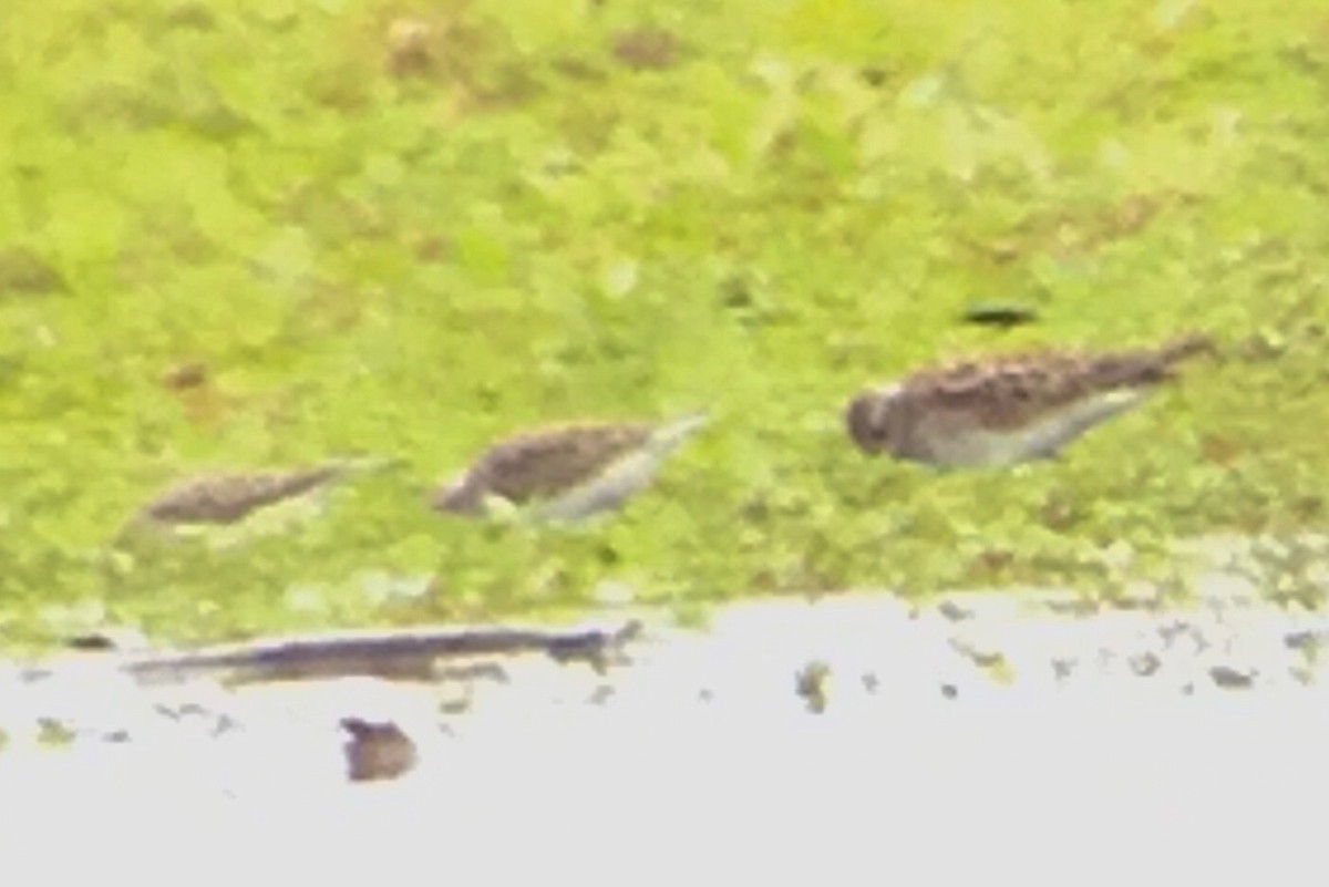 White-rumped Sandpiper - ML59197371