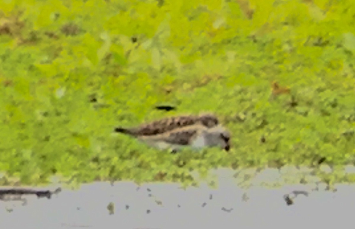 White-rumped Sandpiper - ML59197381