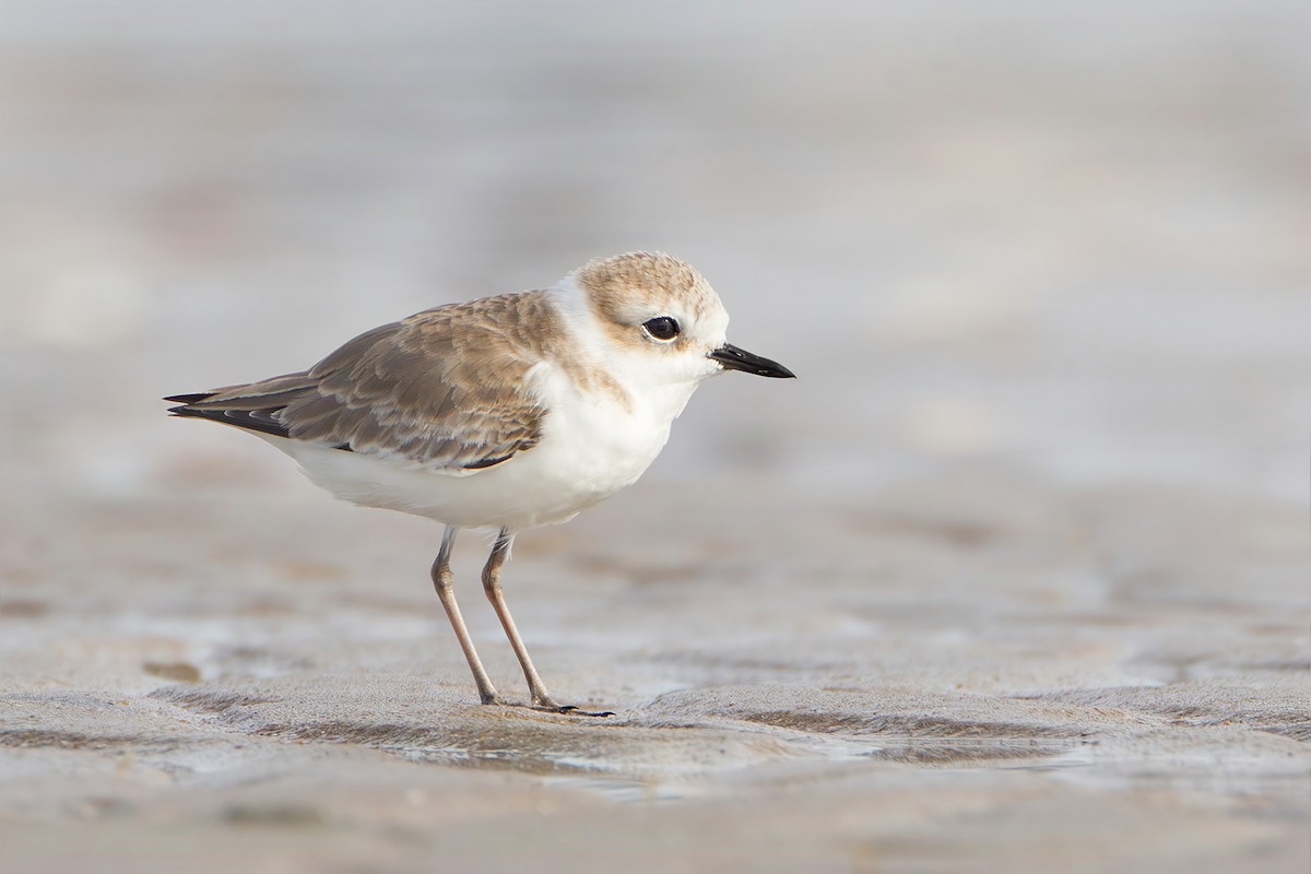 White-faced Plover - ML591973901