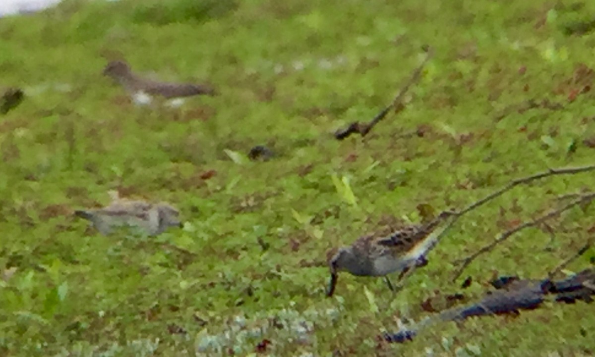 White-rumped Sandpiper - ML59197391