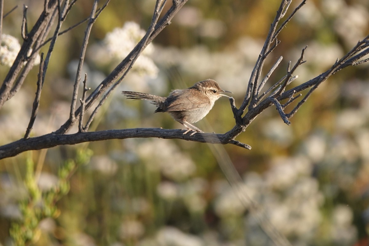 Bewick's Wren - ML591973931